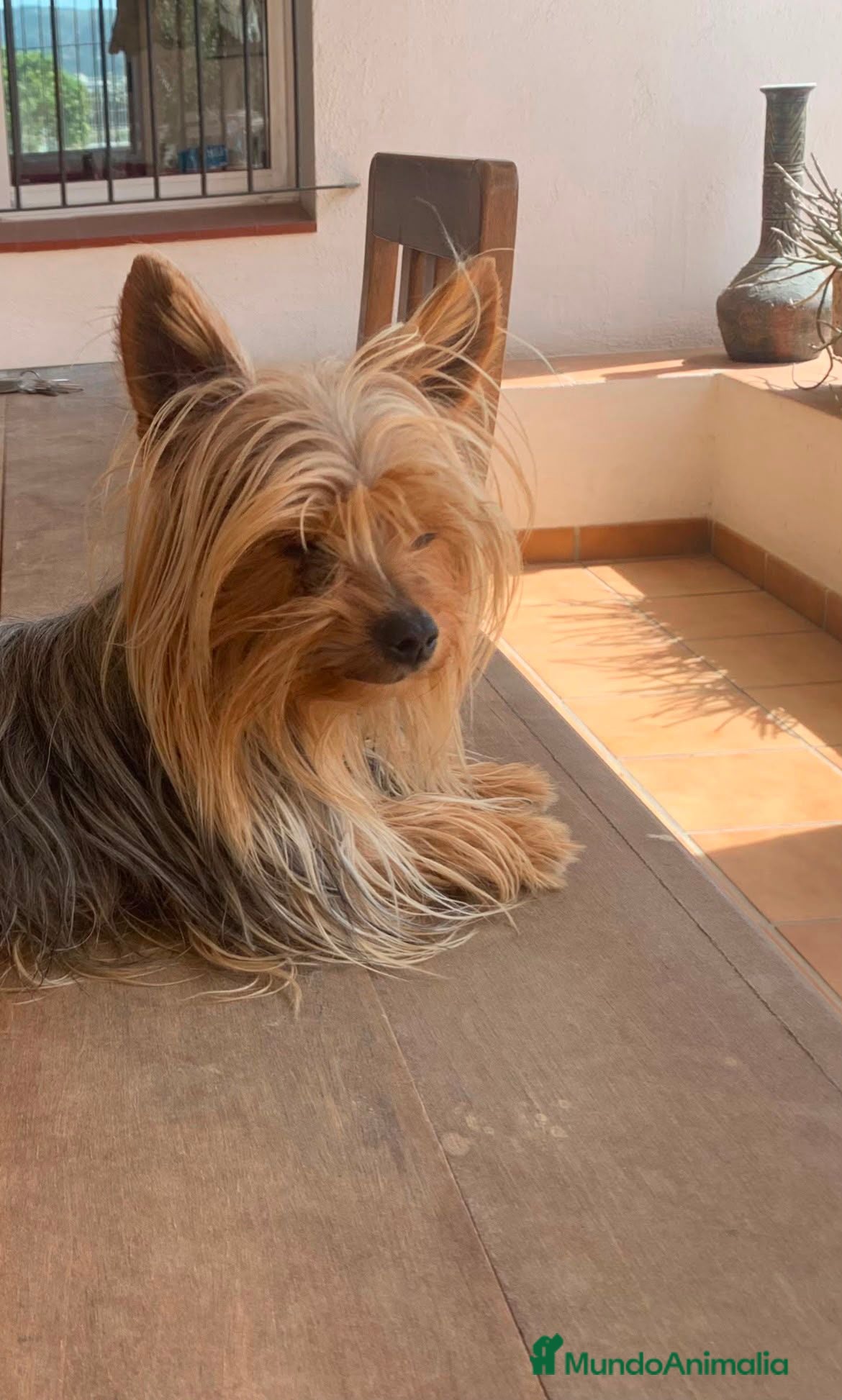 Yorkshire Terrier perros Hebra yorkshire toy - Anuncio 1