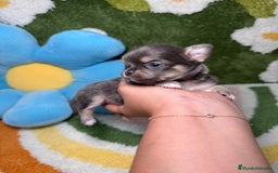 Chihuahua perros en venta: Chihuahua Pelo Largo Lilac  - Imagen 3