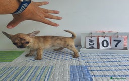 Chihuahua perros en venta: Chihuahua toy - Imagen 4