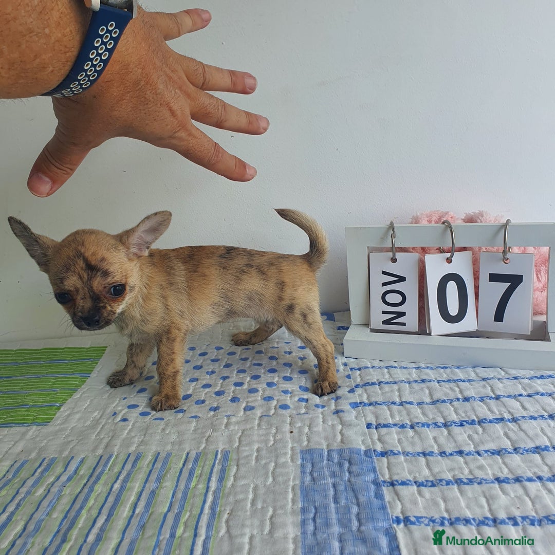 Chihuahua perros en venta: Chihuahua toy - Imagen 4