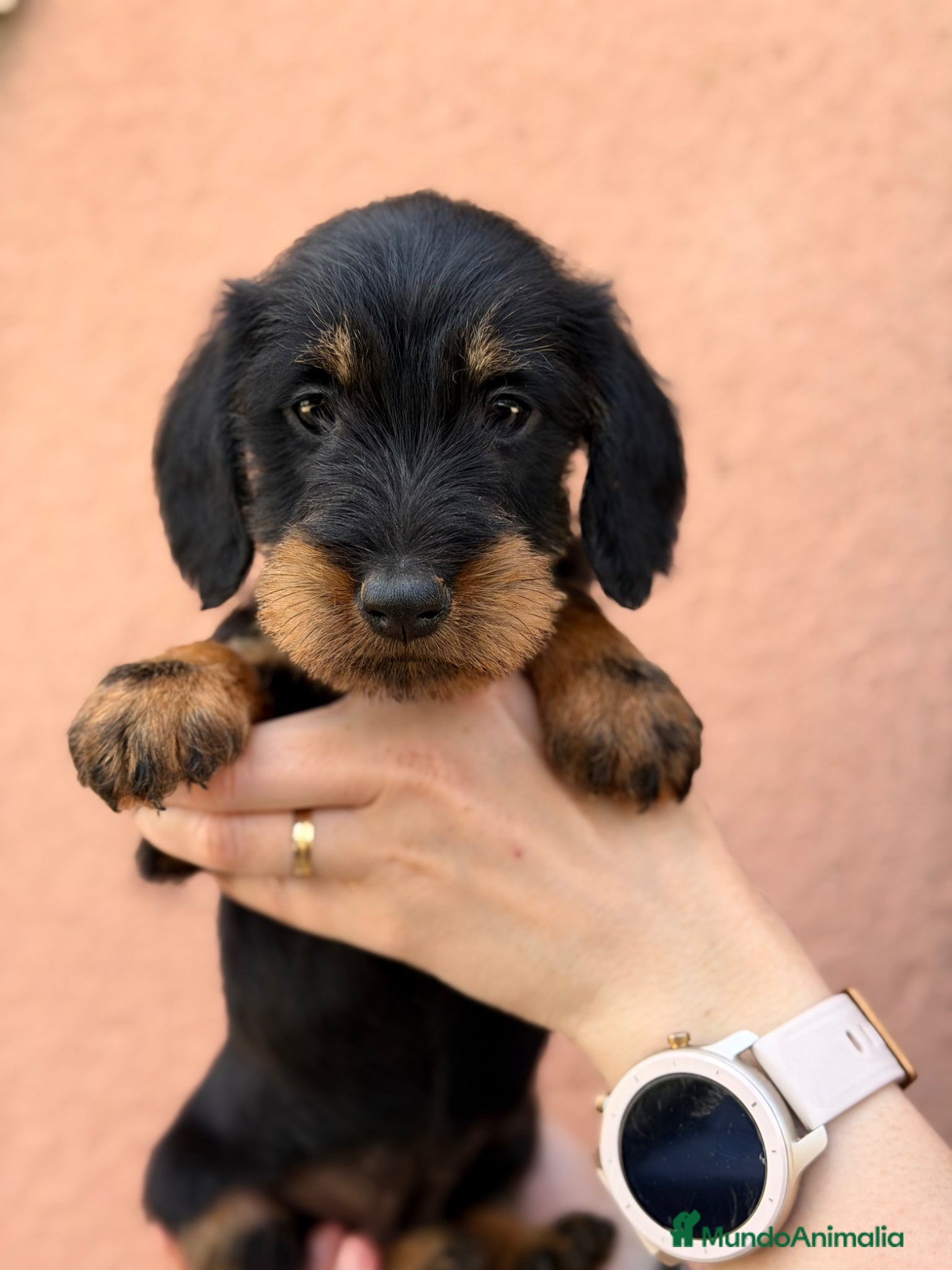 Teckel Miniatura perros Teckel pelo largo  - Anuncio 1