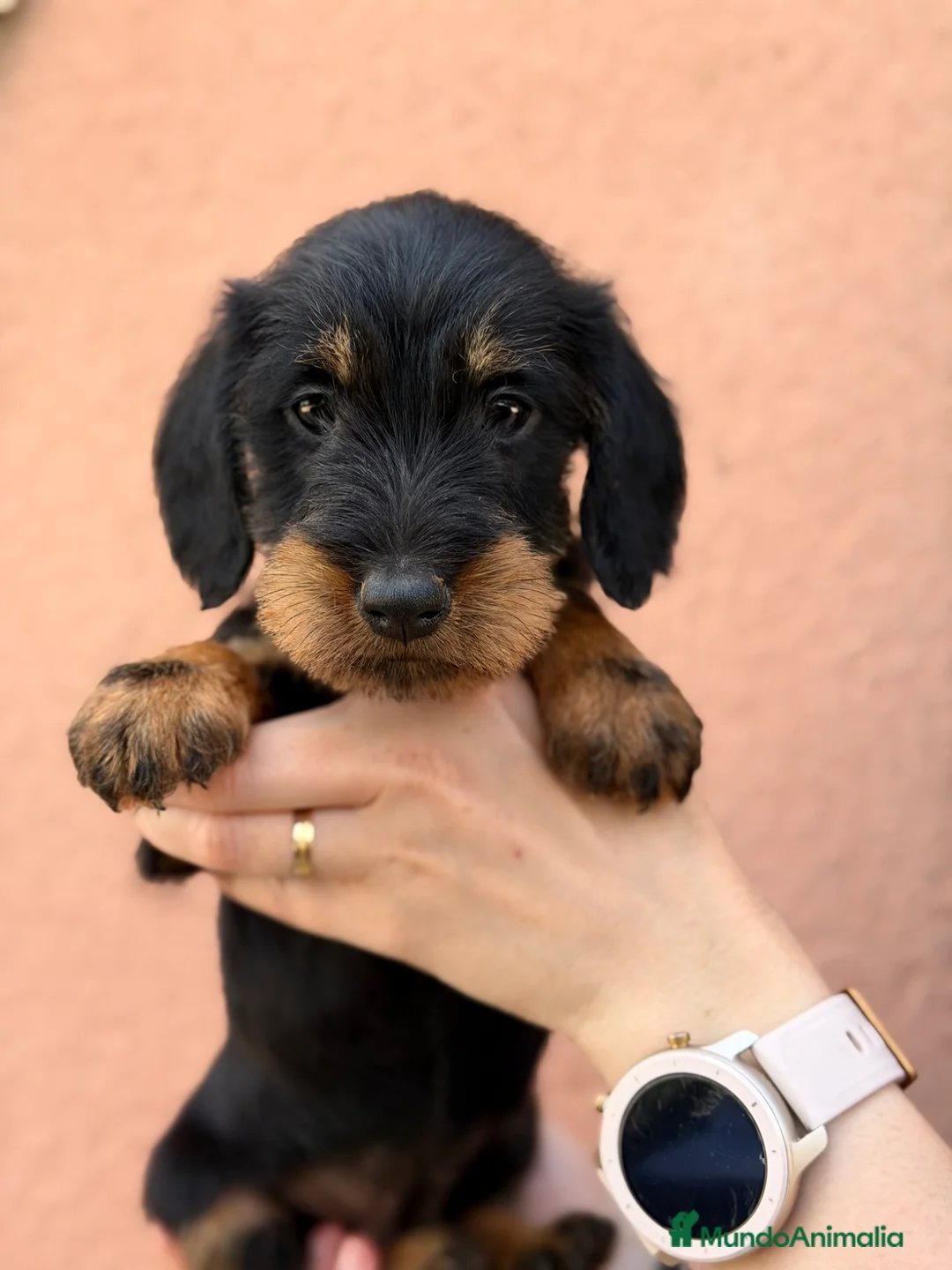 Teckel Miniatura perros en venta: Teckel pelo largo  - Anuncio 1