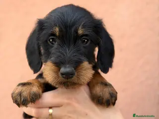 Teckel Miniatura perros Teckel pelo largo - Anuncio 1