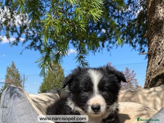 Border Collie perros - Anuncio 33
