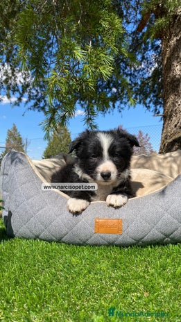Border Collie perros - Anuncio 1