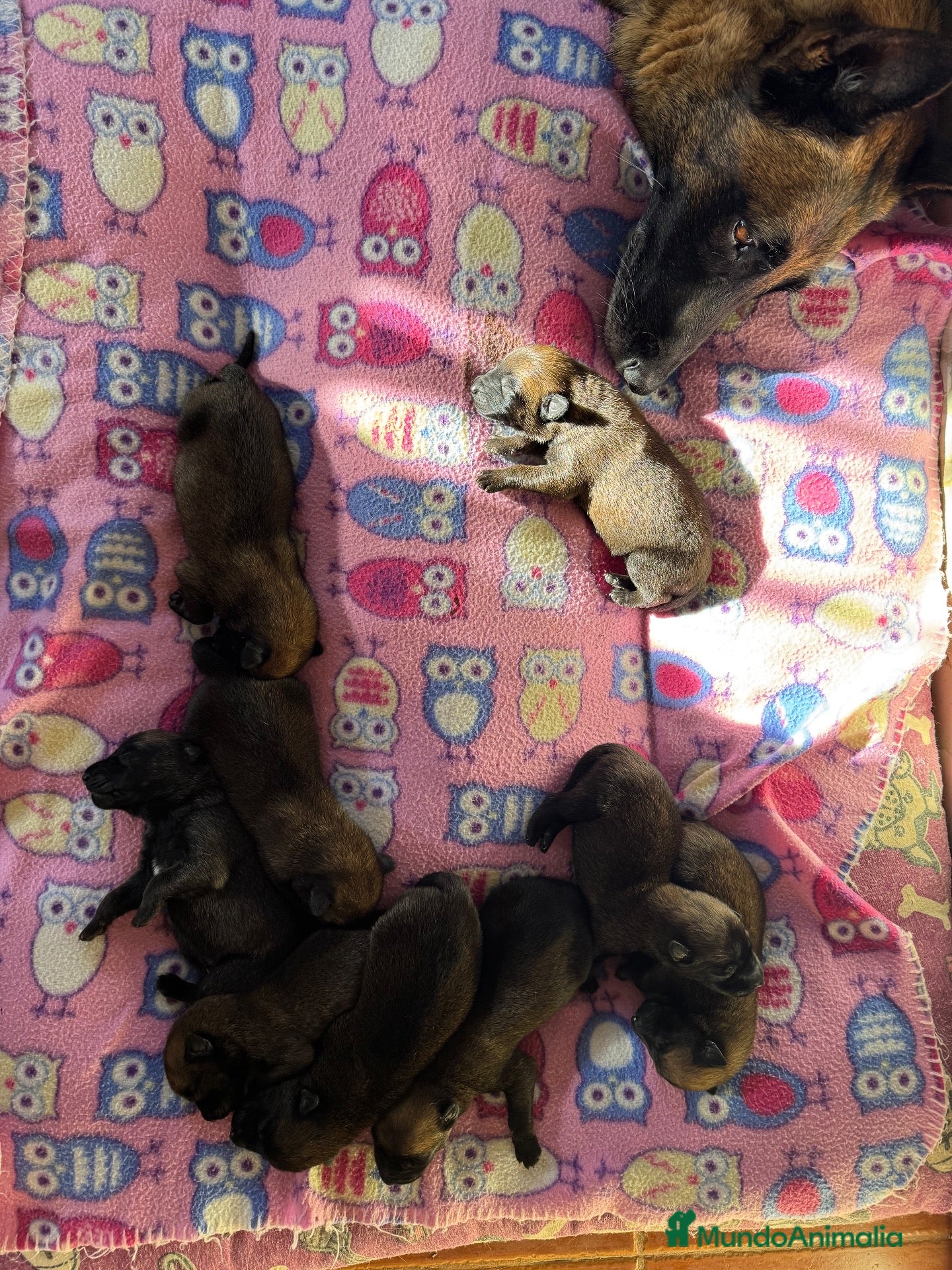 Pastor Belga Malinois perros Pastor Belga Malinois 🐾🐕❤️ - Anuncio 2