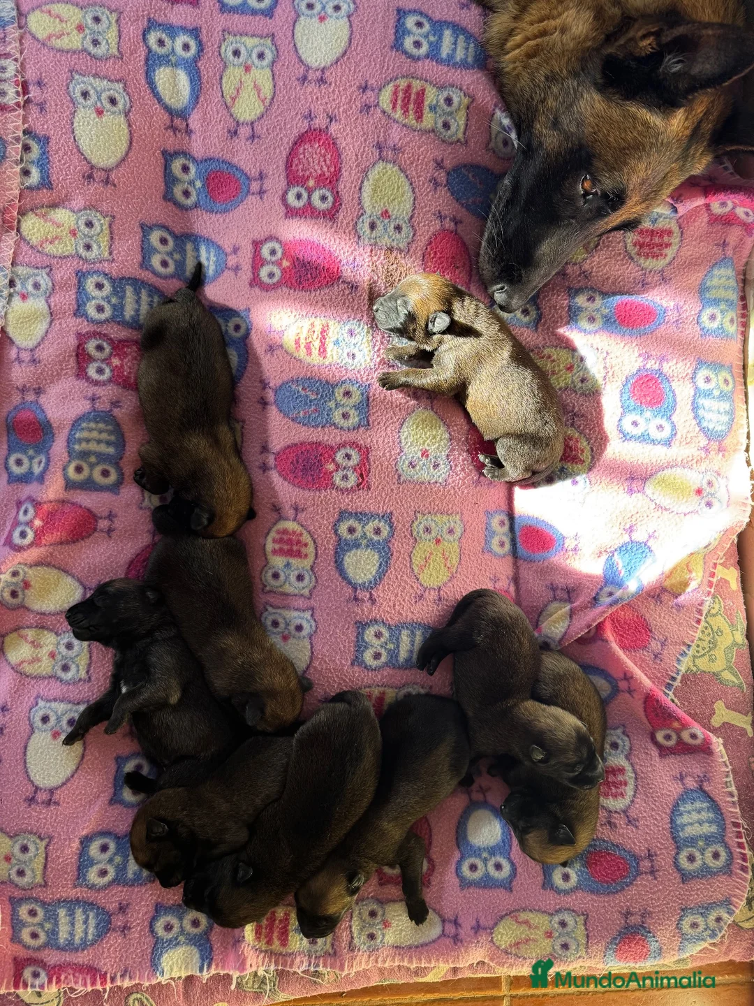Pastor Belga Malinois perros en venta: Pastor Belga Malinois 🐾🐕❤️ - Anuncio 2
