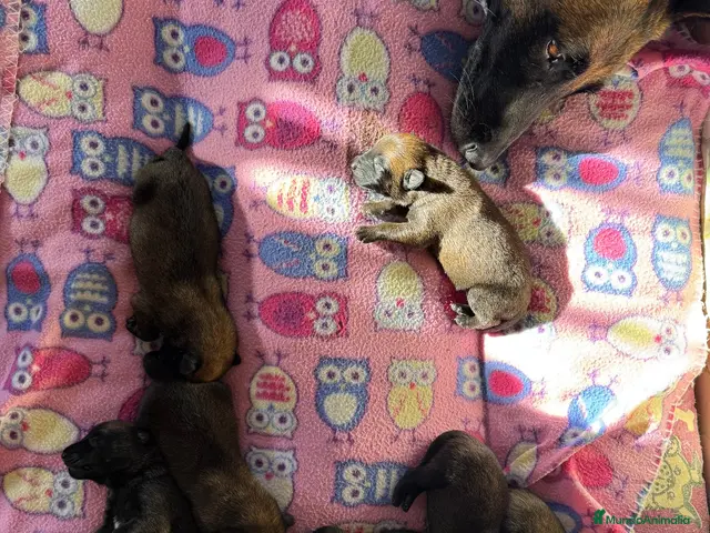 Pastor Belga Malinois perros en venta: Pastor Belga Malinois 🐾🐕❤️ - Anuncio 2