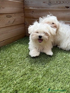 Bichón Maltés perros BICHON MALTES - Anuncio 22