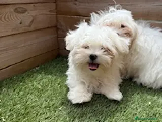 Bichón Maltés perros BICHON MALTES - Anuncio 22
