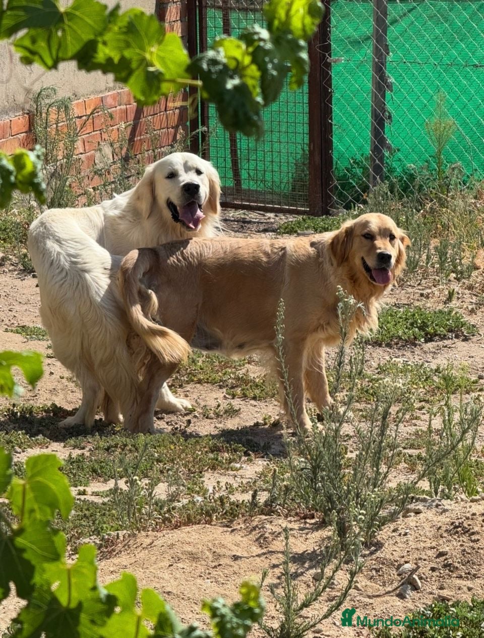 Golden Retriever perros Golden retriever línea americana  - Anuncio 1