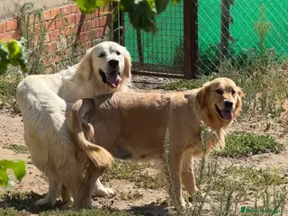 Golden Retriever perros Golden retriever línea americana - Anuncio 1
