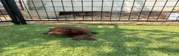 Labrador Retriever perros en venta: LABRADOR - Anuncio 27