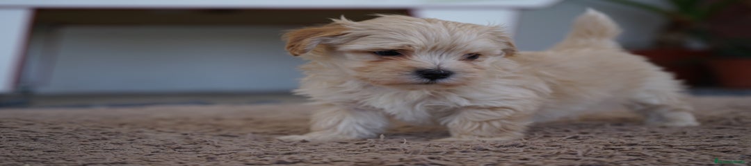 MANOLO