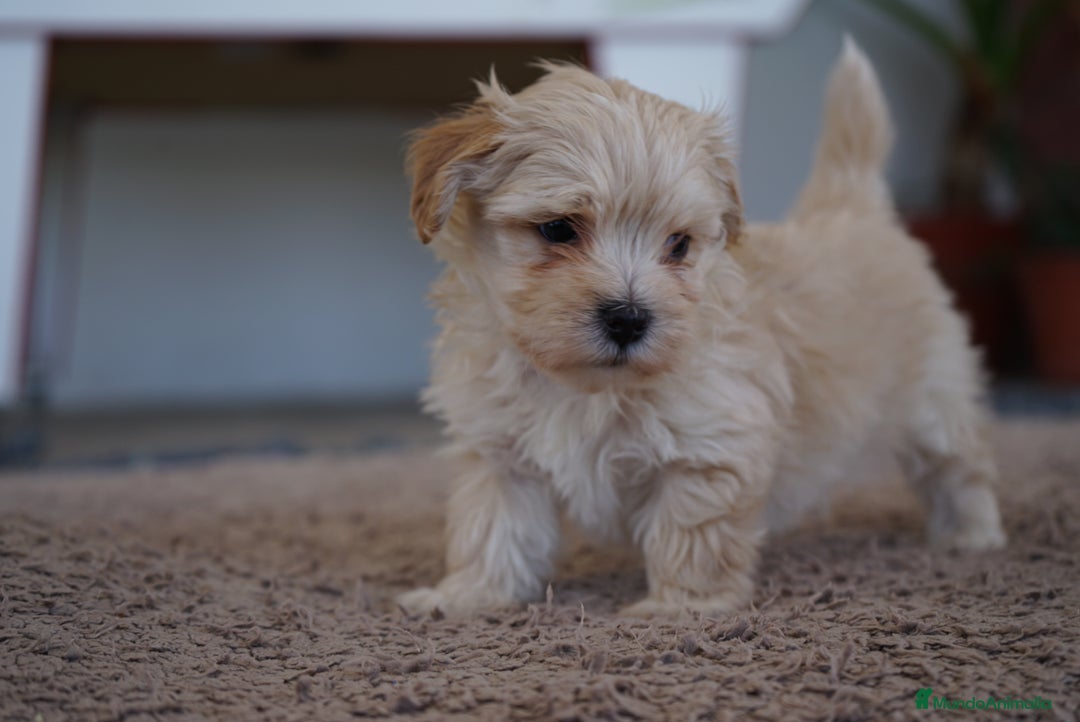 Maltipoo perros en venta: 🐾 Manolo y Jacinto – Hermanitos Maltipoo 🐾 - Imagen 6