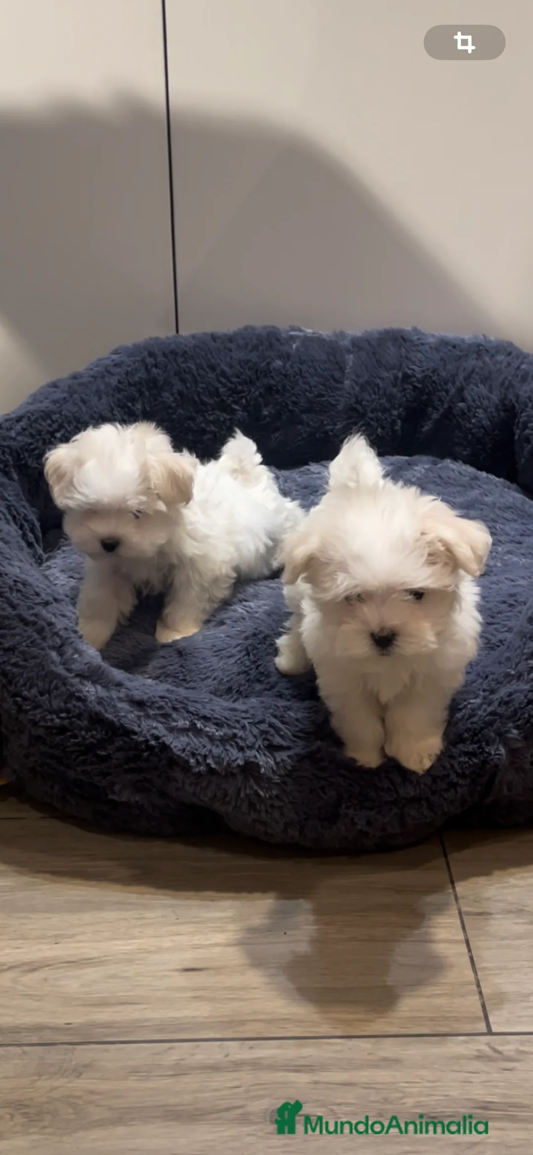 Bichón Maltés perros en venta: Camada de bichon maltes toy en Almería - Anuncio 1