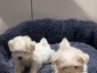 Bichón Maltés perros Camada de bichon maltes toy en Almería - Anuncio 10