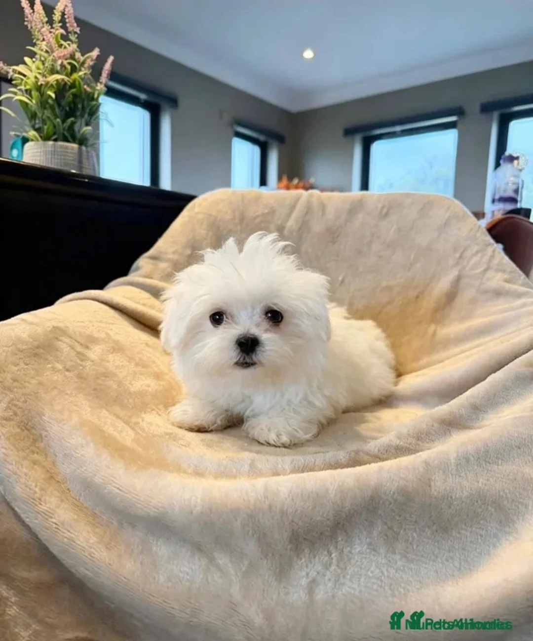 Bichón Maltés perros en venta: ✨ PRECIOSOS BICHON MALTÉS 🤍 - Anuncio 2