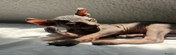 Sphynx gatos en venta: Elf 91 - Anuncio 8