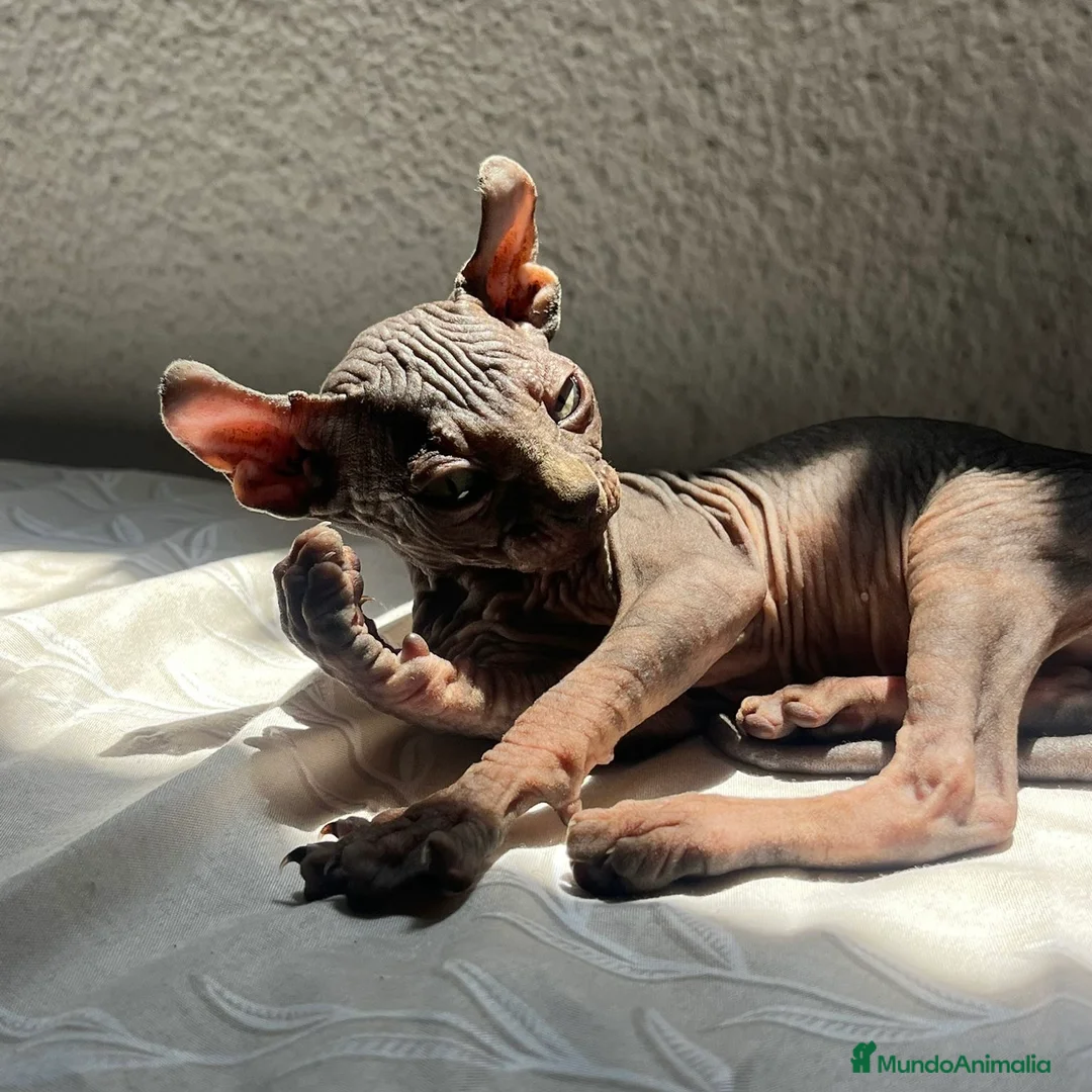Sphynx gatos en venta: Elf 91 - Anuncio 8