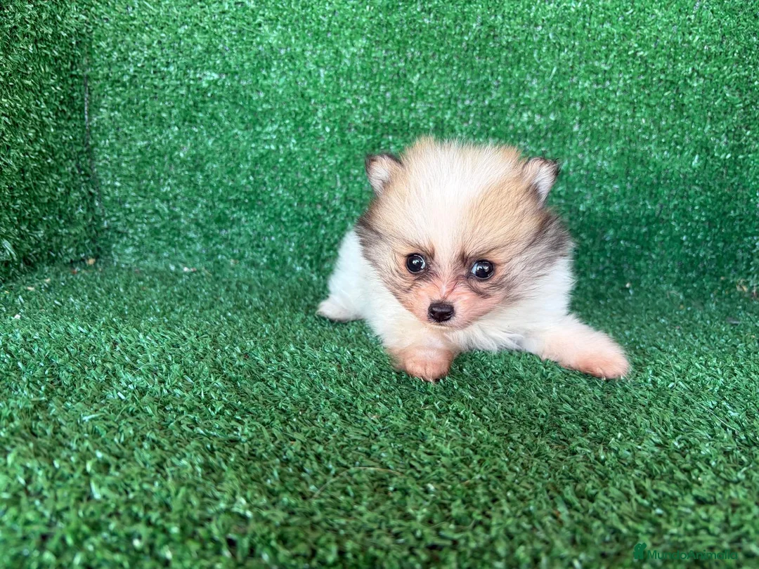 Pomerania perros en venta: pomerania - Anuncio 2