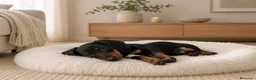 Teckel Miniatura perros en venta: Precioso teckel negro fuego - Anuncio 1