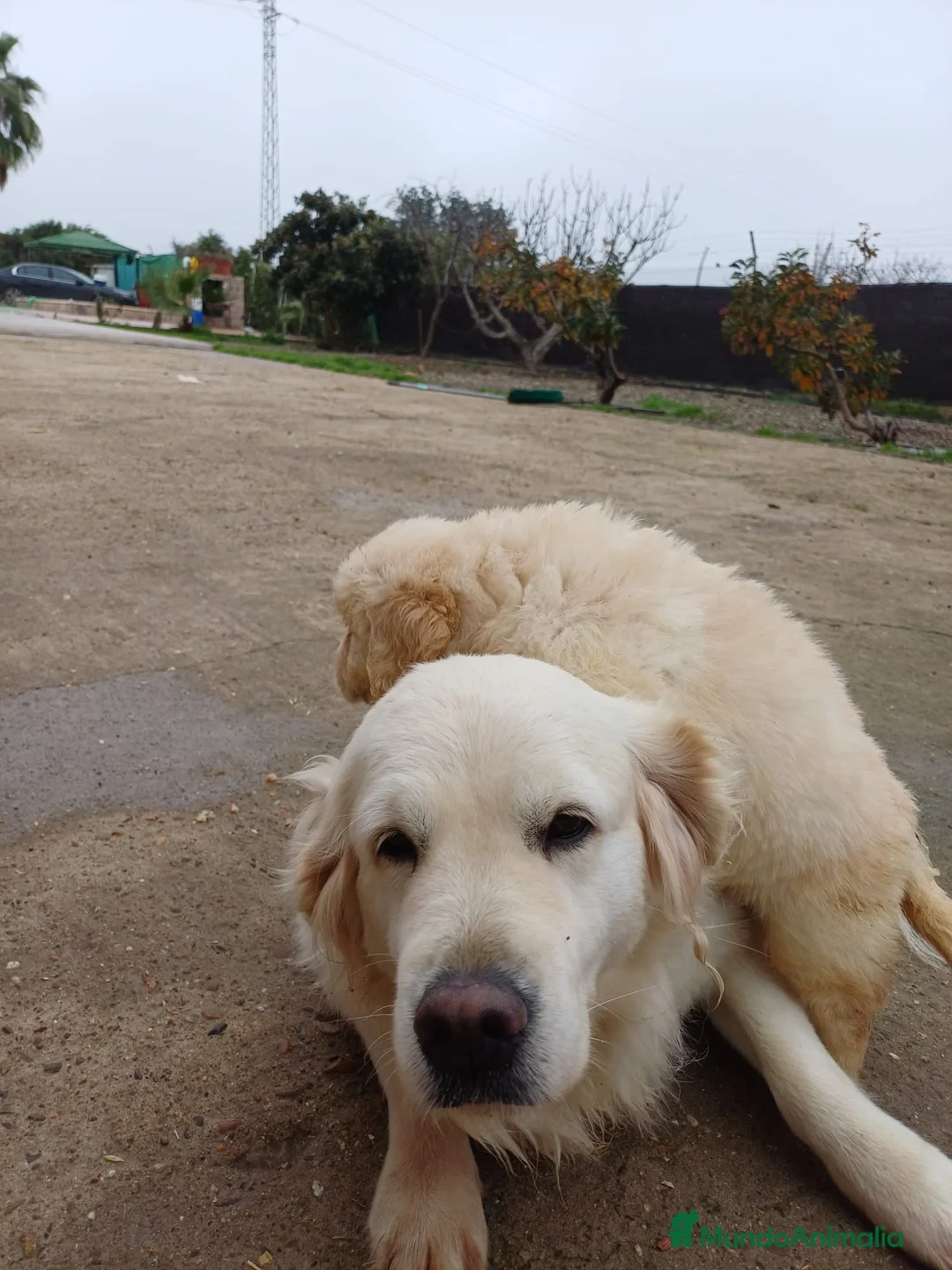 Golden Retriever perros en venta: Golden Retriever - Anuncio 2