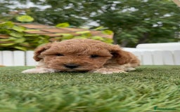 Caniche Toy perros en venta: CANICHE TOY MACHO - Imagen 10