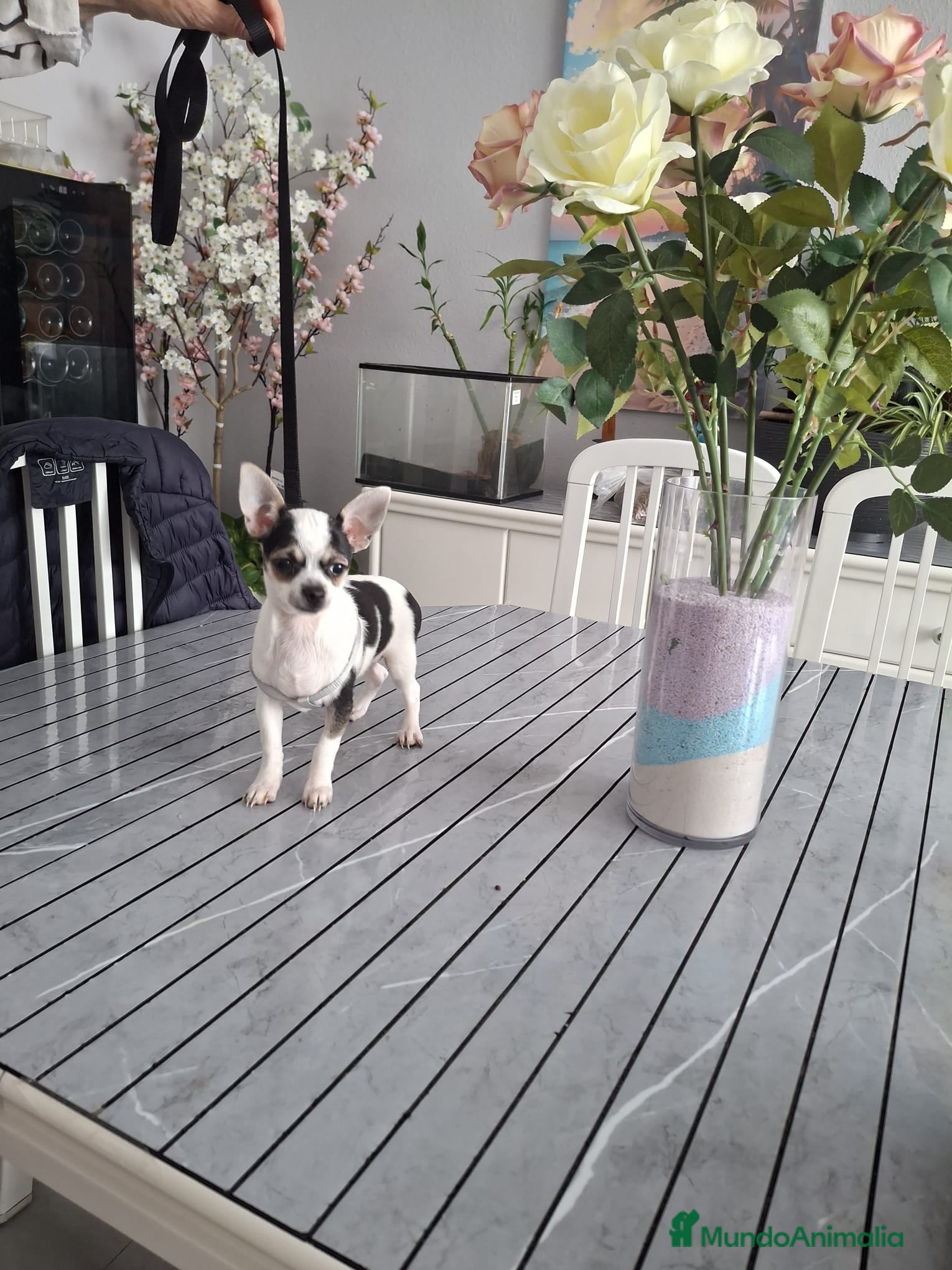 Chihuahua perros Chihuhua toy  - Anuncio 2