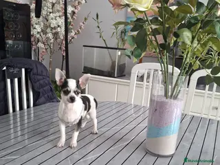 Chihuahua perros Chihuhua toy - Anuncio 2