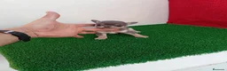 Chihuahua perros en venta: PRECIOSOS CHIHUAHUA RUSO Y ASIÁTICO - Anuncio 24