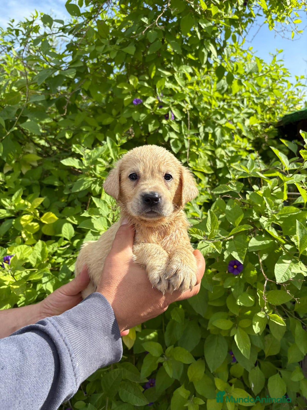 Labrador Retriever perros en venta: Labrador blanco macho - Imagen 1