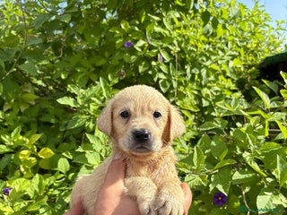 Labrador Retriever perros - Anuncio 23