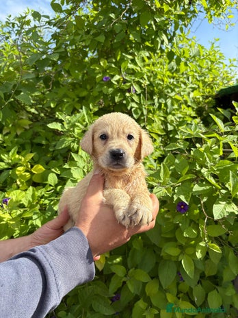 Labrador Retriever perros - Anuncio 4
