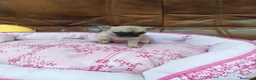 Chihuahua perros en venta: CHIHUAHUA TOY  - Anuncio 4