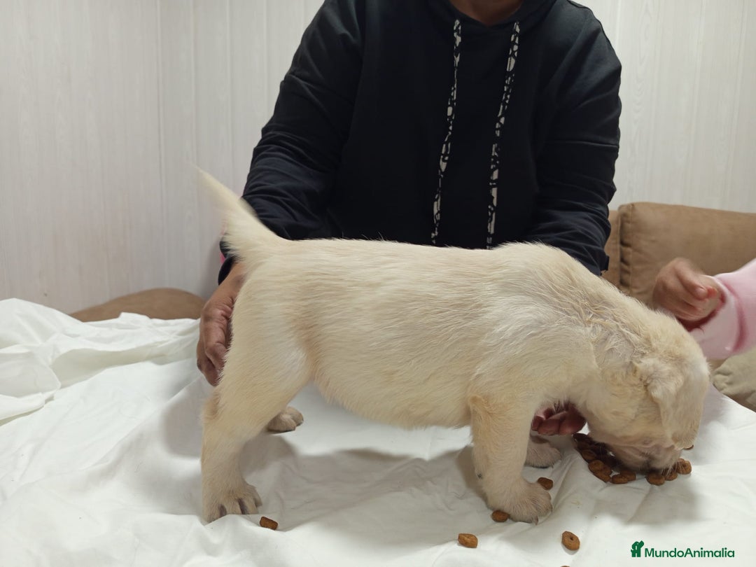 Labrador Retriever perros en venta: Labrador retriever dorado  - Anuncio 1