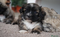 Maltipoo perros en venta: 🐾 Maxi y Boom – Maltipoo marrones con encanto ☕ - Imagen 11