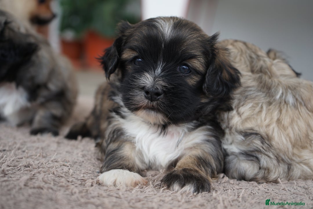 Maltipoo perros en venta: 🐾 Maxi y Boom – Maltipoo marrones con encanto ☕ - Imagen 11