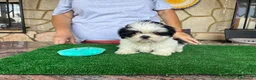 Shih Tzu perros en venta: Shihtzu blanco y negro - Anuncio 9