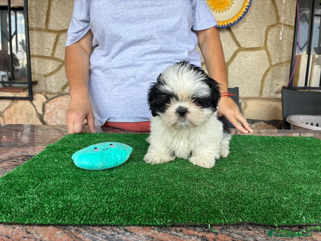 Shih Tzu perros en venta: Shihtzu blanco y negro - Anuncio 9