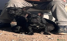 Bulldog Francés perros en venta: Bulldog Frances Negro Solido  - Imagen 2
