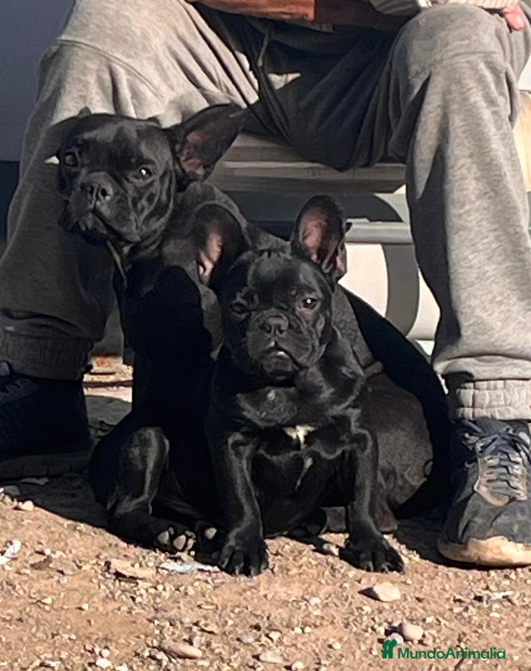 Bulldog Francés perros en venta: Bulldog Frances Negro Solido  - Imagen 2