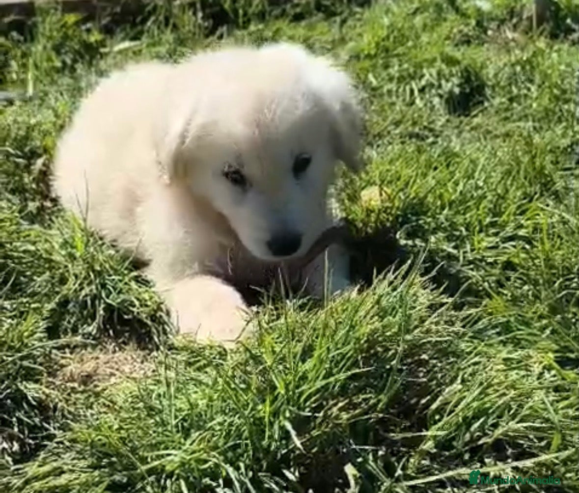 Golden Retriever perros Precioso macho de golden - Anuncio 4