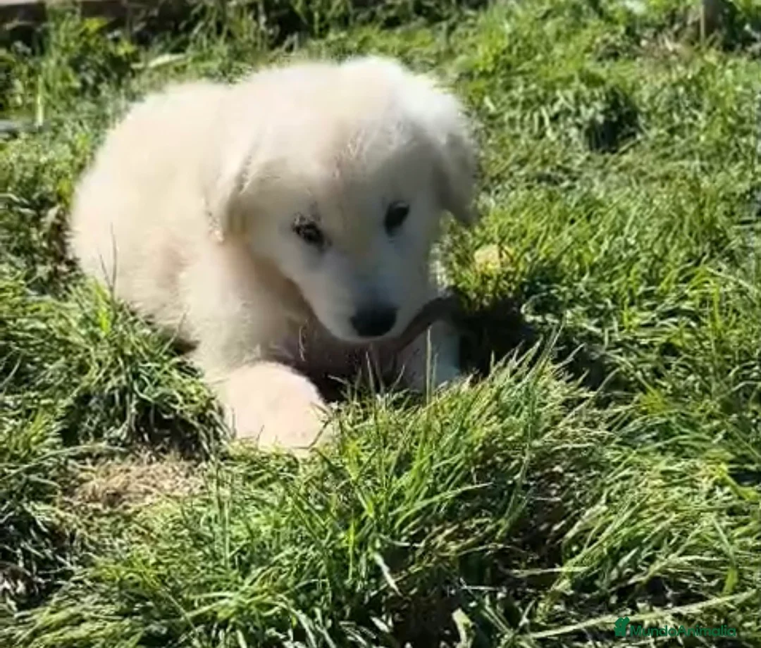 Golden Retriever perros en venta: Precioso macho de golden en Sevilla - Anuncio 1