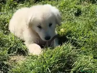 Golden Retriever perros Precioso macho de golden - Anuncio 4