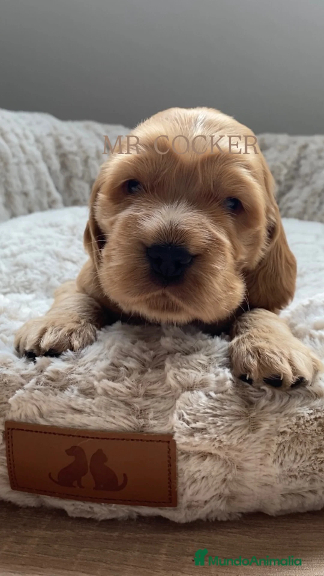 Cocker Spaniel Inglés perros en venta: CACHORRO COCKER SPANIEL INGLÉS  - Anuncio 1