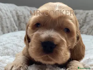 Cocker Spaniel Inglés perros en venta: CACHORRO COCKER SPANIEL INGLÉS - Anuncio 2
