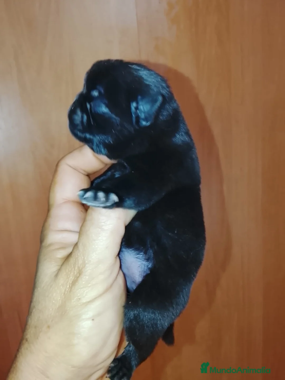 Carlino - Pug perros en venta: Precioso macho de carlino 🐾🐶 - Anuncio 3