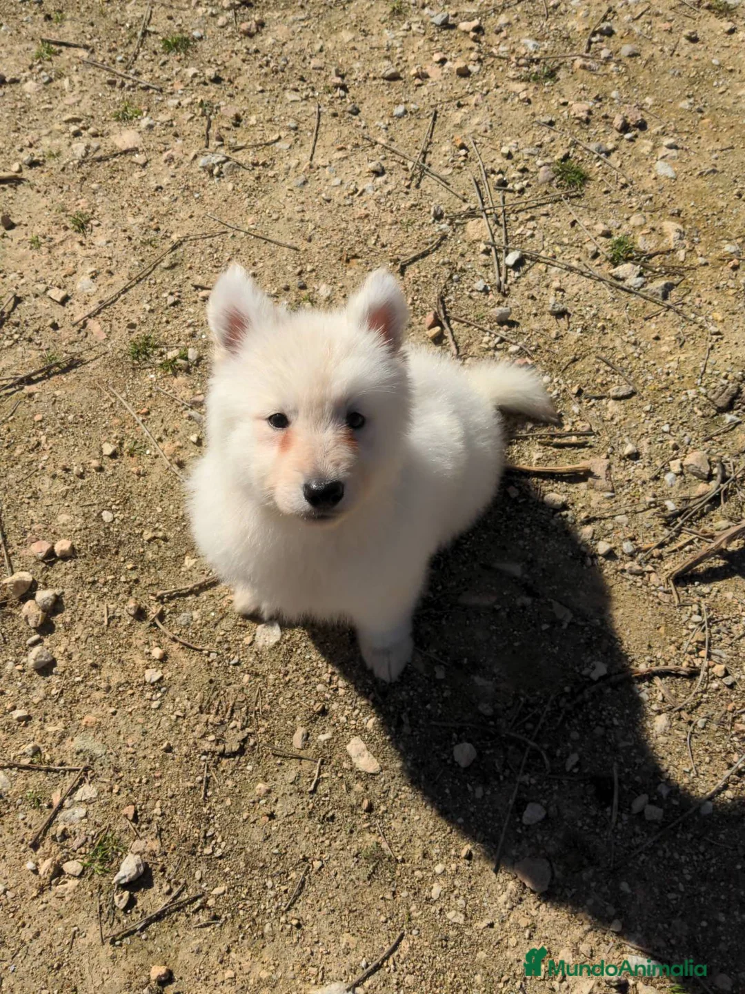 Pastor Blanco Suizo perros en venta: Preciosa hembra de pastor suizo - Anuncio 10