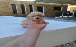Maltipoo perros en venta: Maltipoo toy  - Imagen 5